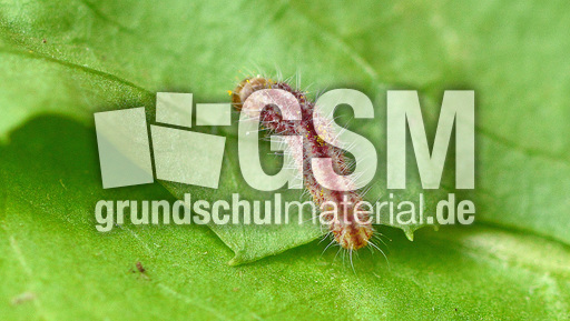 Schmetterlingsraupe (3).jpg